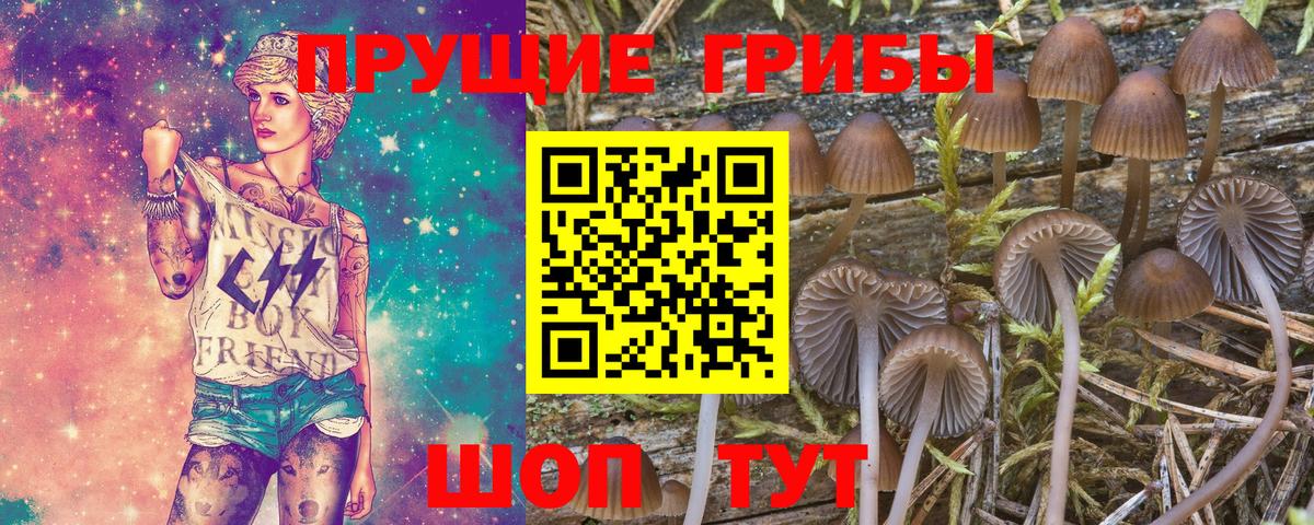 Галлюциногенные грибы Psilocybine cubensis Сарапул